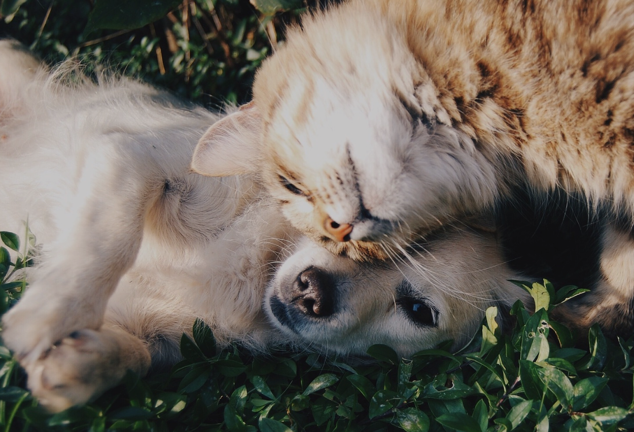 Puis-je donner du Rescue à mon chat ?