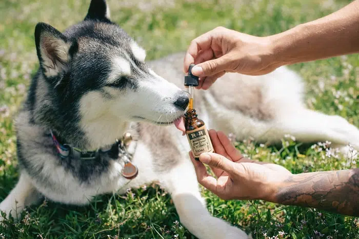 comment donner du cbd aux animaux